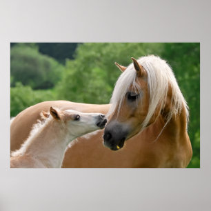 Haflinger mare and foal cuddling poster