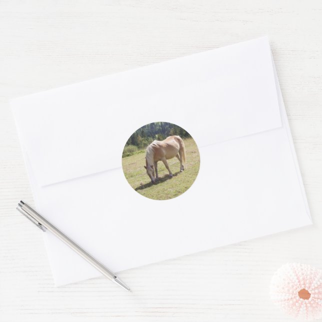 Haflinger Palomino Pony in Summer Pasture Photo Classic Round Sticker (Envelope)