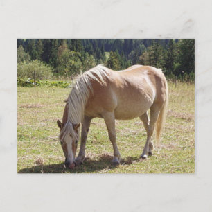 Haflinger Palomino Pony in Summer Pasture Photo Postcard