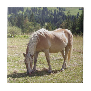 Haflinger Palomino Pony in Summer Pasture Photo Tile