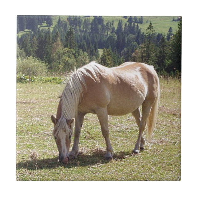 Haflinger Palomino Pony in Summer Pasture Photo Tile (Front)