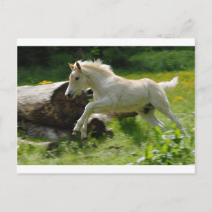 Haflinger Pony Postcard