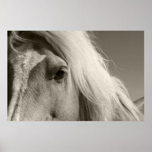 Haflinger portrait - Horse - cheval Poster