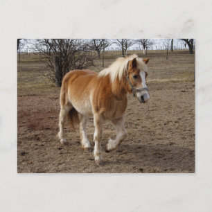 Haflinger Postcard