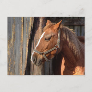 Haflinger Postcard