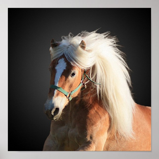 Haflinger Poster (Front)