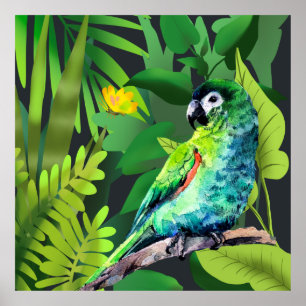 Hahn´s Macaw in a jungle  Poster