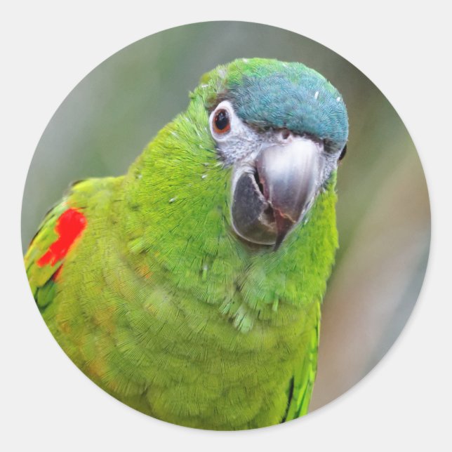 Hahn's Mini Macaw / Red-Shouldered Macaw Classic Round Sticker (Front)