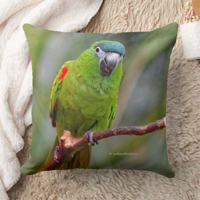 Hahn's Mini Macaw / Red-Shouldered Macaw Cushion (Blanket)