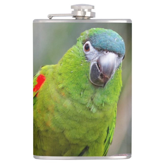 Hahn's Mini Macaw / Red-Shouldered Macaw Hip Flask (Front)