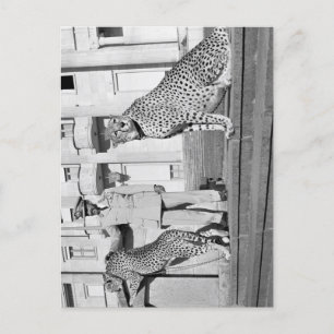 Haile Selassie - HIM - Rastafari - Postcard