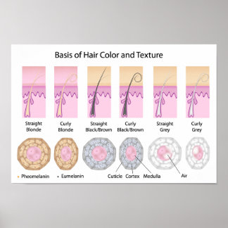 hair colours and texture basis Poster