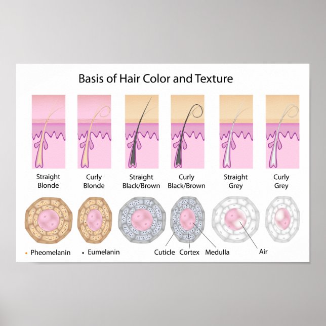 hair colours and texture basis Poster (Front)