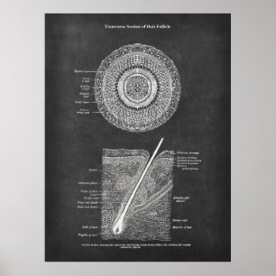 Hair Follicle Anatomy Art Poster