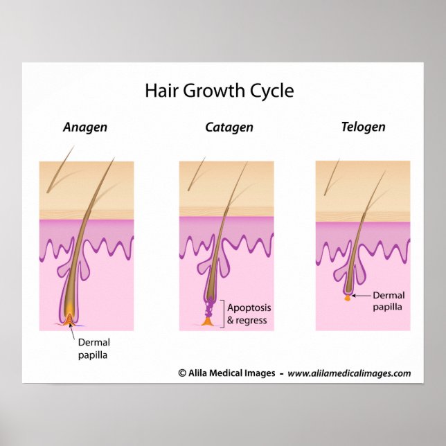 Hair growth cycle labelled version diagram. poster (Front)