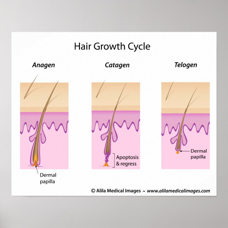 Hair growth cycle labelled version diagram. poster | Zazzle