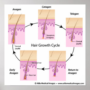 Hair growth cycle Poster