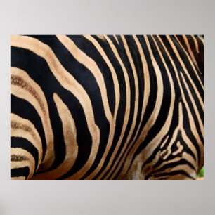 hair skin of zebraskin,animal,background,black,bod poster