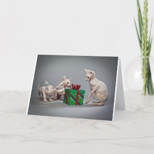 HAIRLESS CAT'S CHRISTMAS HOLIDAY CARD