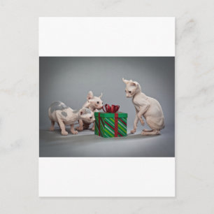 HAIRLESS CAT'S CHRISTMAS HOLIDAY POSTCARD