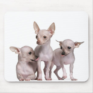 Hairless Chihuahua (5 and 7 months old) Mouse Mat