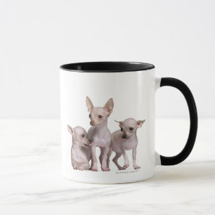 Hairless Chihuahua (5 and 7 months old) Mug