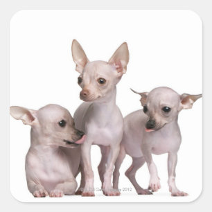 Hairless Chihuahua (5 and 7 months old) Square Sticker