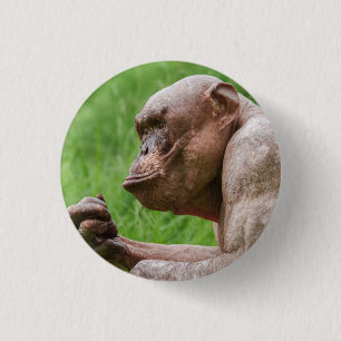 Hairless Chimpanzee Close-Up 3 Cm Round Badge