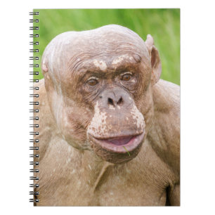 Hairless Chimpanzee Notebook