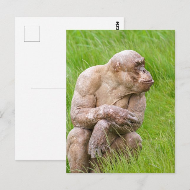 Hairless Chimpanzee Postcard (Front/Back)