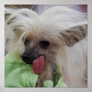 Hairless Chinese Crested Dog Poster