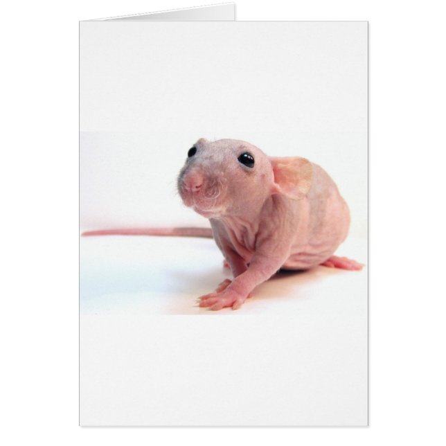 Hairless Rat (Front)