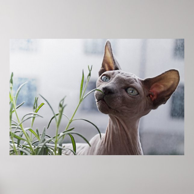 Hairless Sphinx Cat Poster (Front)