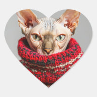 Hairless Sphynx Cat in a sweater