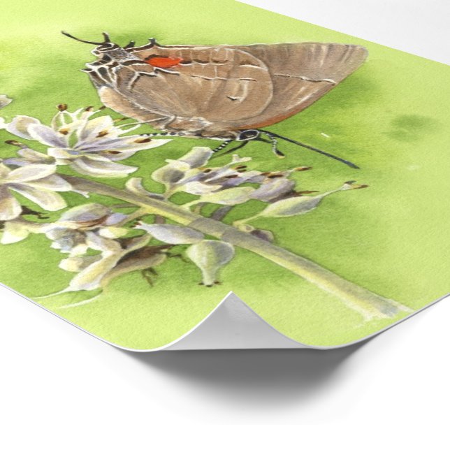 Hairstreak butterly print (Corner)
