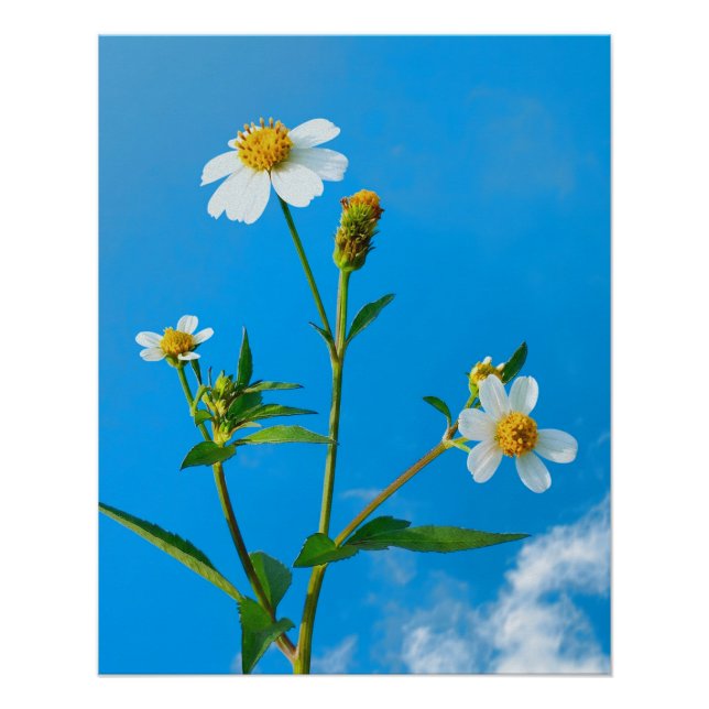 Hairy Beggarticks Flower Poster (Front)