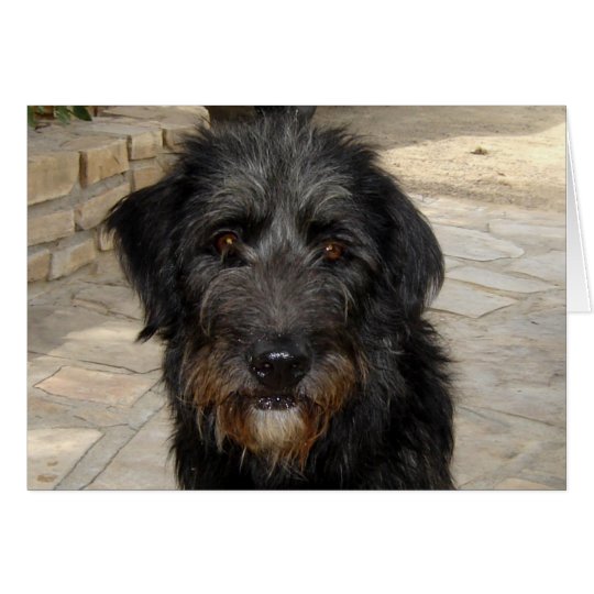 Hairy Black Dog Face Card