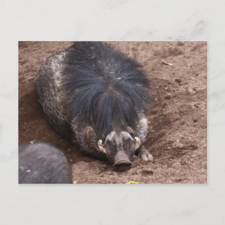 Hairy pig postcard