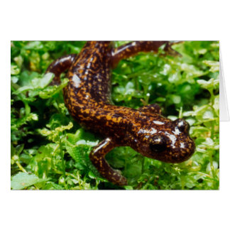Hakone salamander