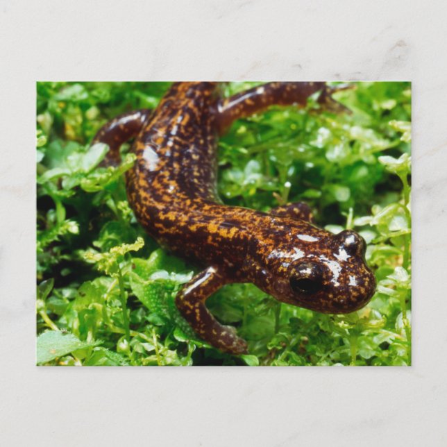 Hakone salamander postcard (Front)