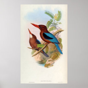Halcyon Gularis (White-throated Kingfisher) Poster