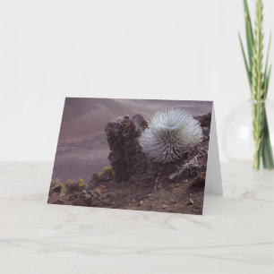 Haleakala Silversword Card