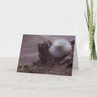 Haleakala Silversword Card
