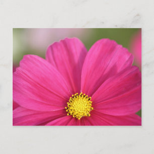 Half a Beauty Postcard