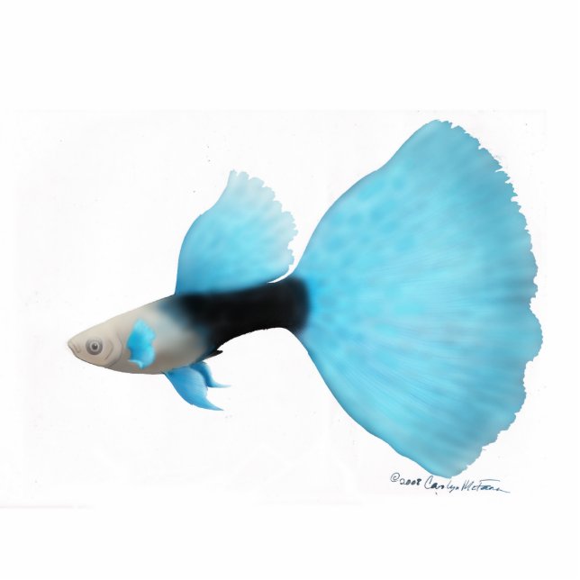 Half Black Blue Fantail Guppy Standing Photo Sculpture (Front)