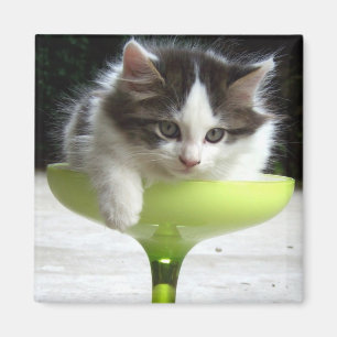 Half Full (Kitten) Magnet