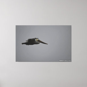 Half Moon Bay Fierce Pelican III - Wrapped Canvas
