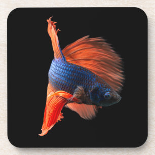 Halfmoon Betta Fish Coaster