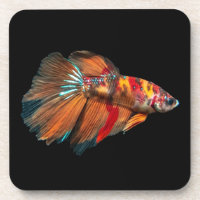 Halfmoon Betta Fish