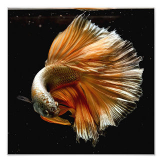 Halfmoon Betta Fish Photo Print